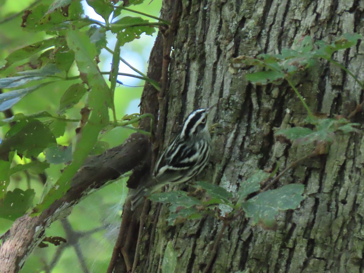 Black-and-white Warbler - ML264705781