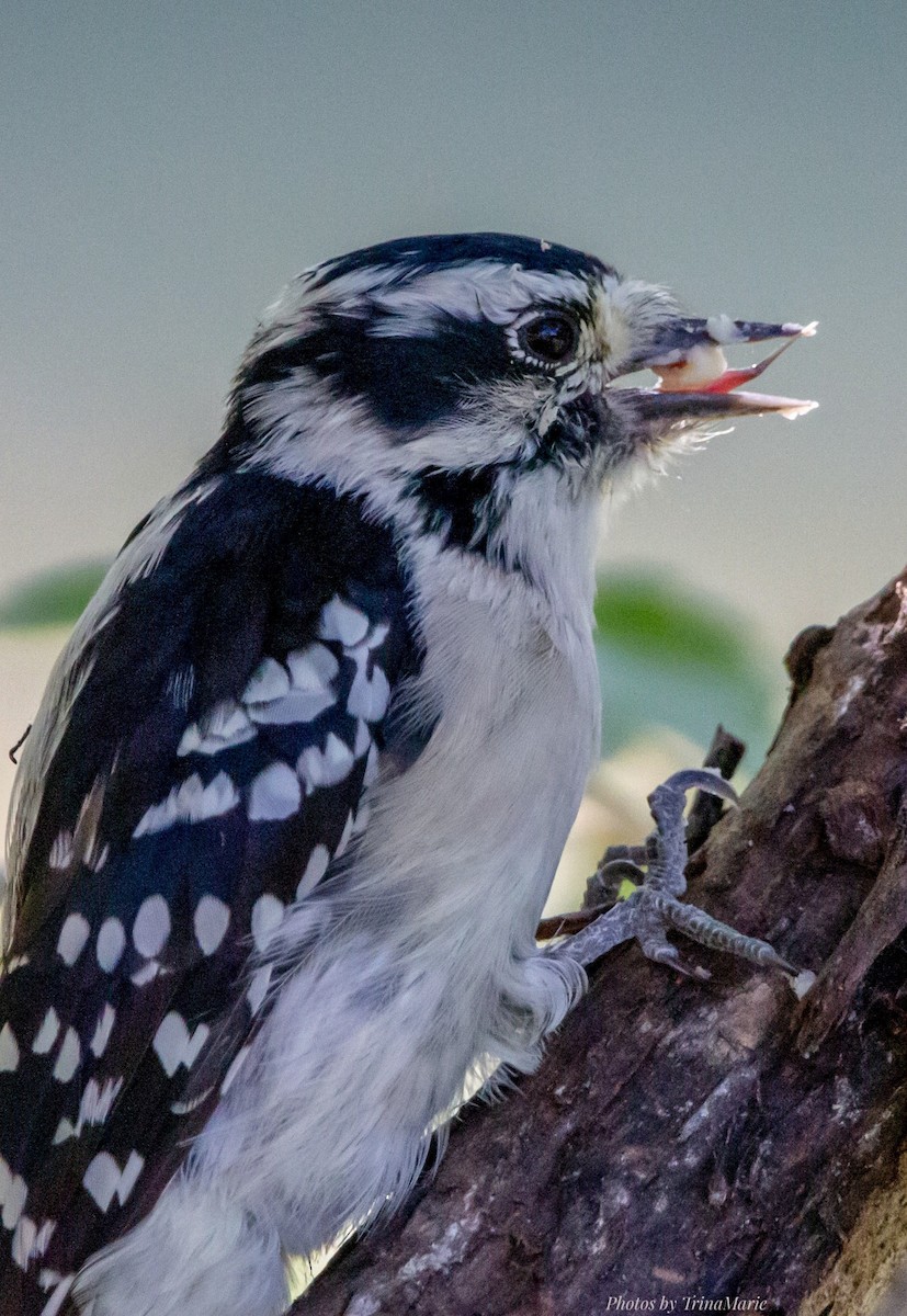 Downy Woodpecker - ML264707101