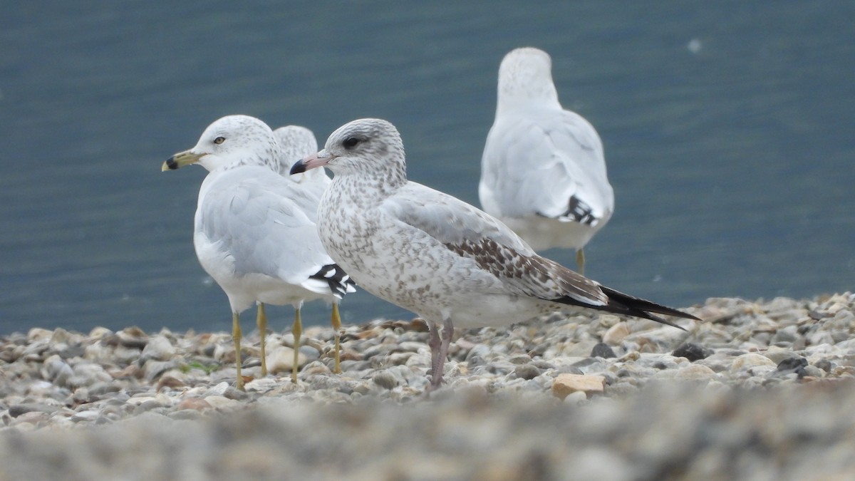 Ring-billed Gull - ML264708861