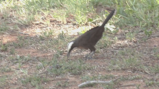 Gray-crowned Babbler - ML264709661