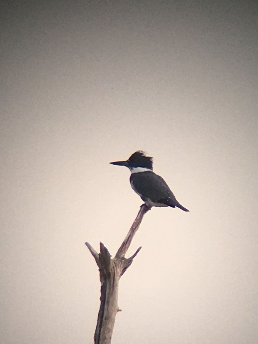 Belted Kingfisher - ML264709681