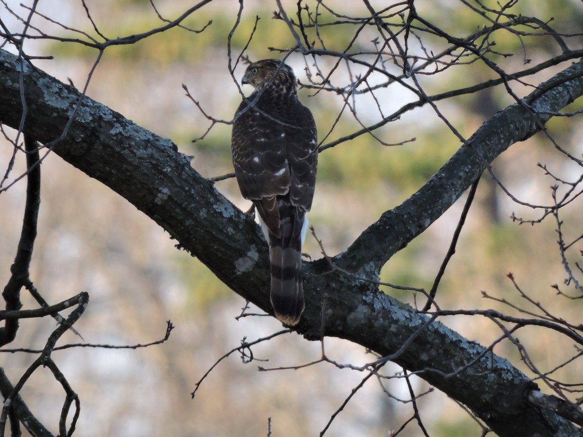 Cooper's Hawk - ML26471011