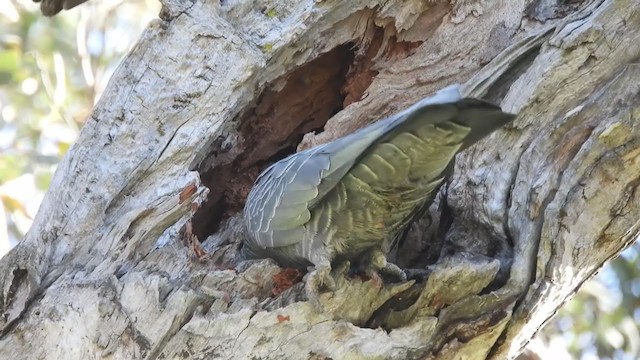 Gang-gang Cockatoo - ML264710461