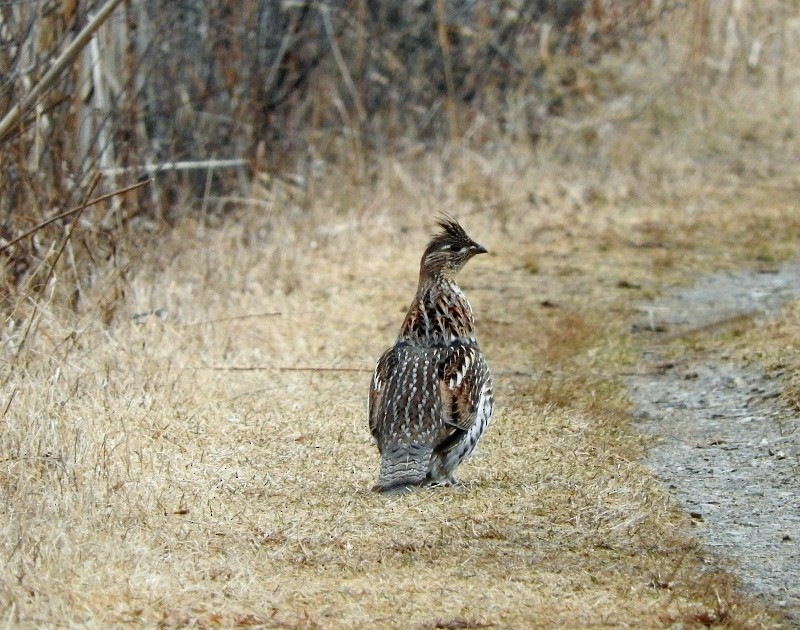 Ruffed Grouse - ML26471061