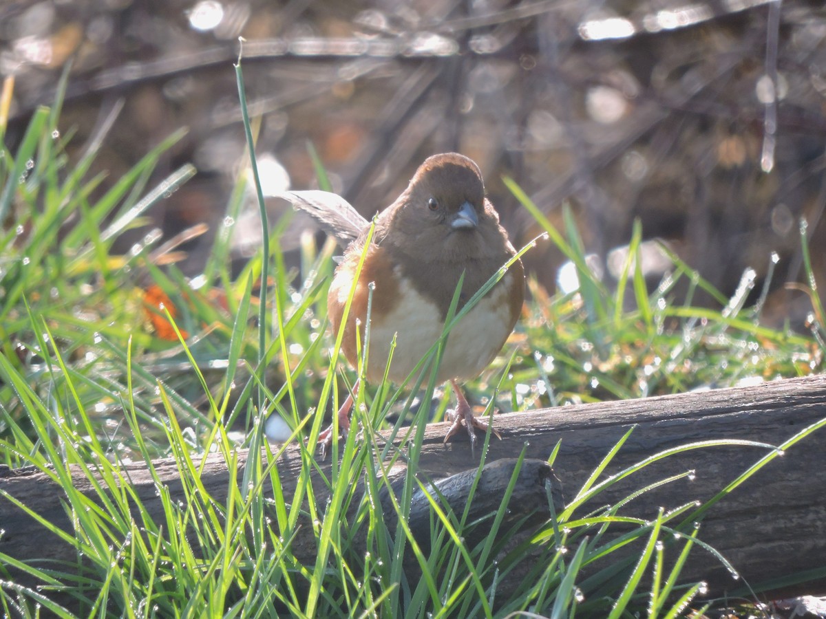 Eastern Towhee - S. K.  Jones