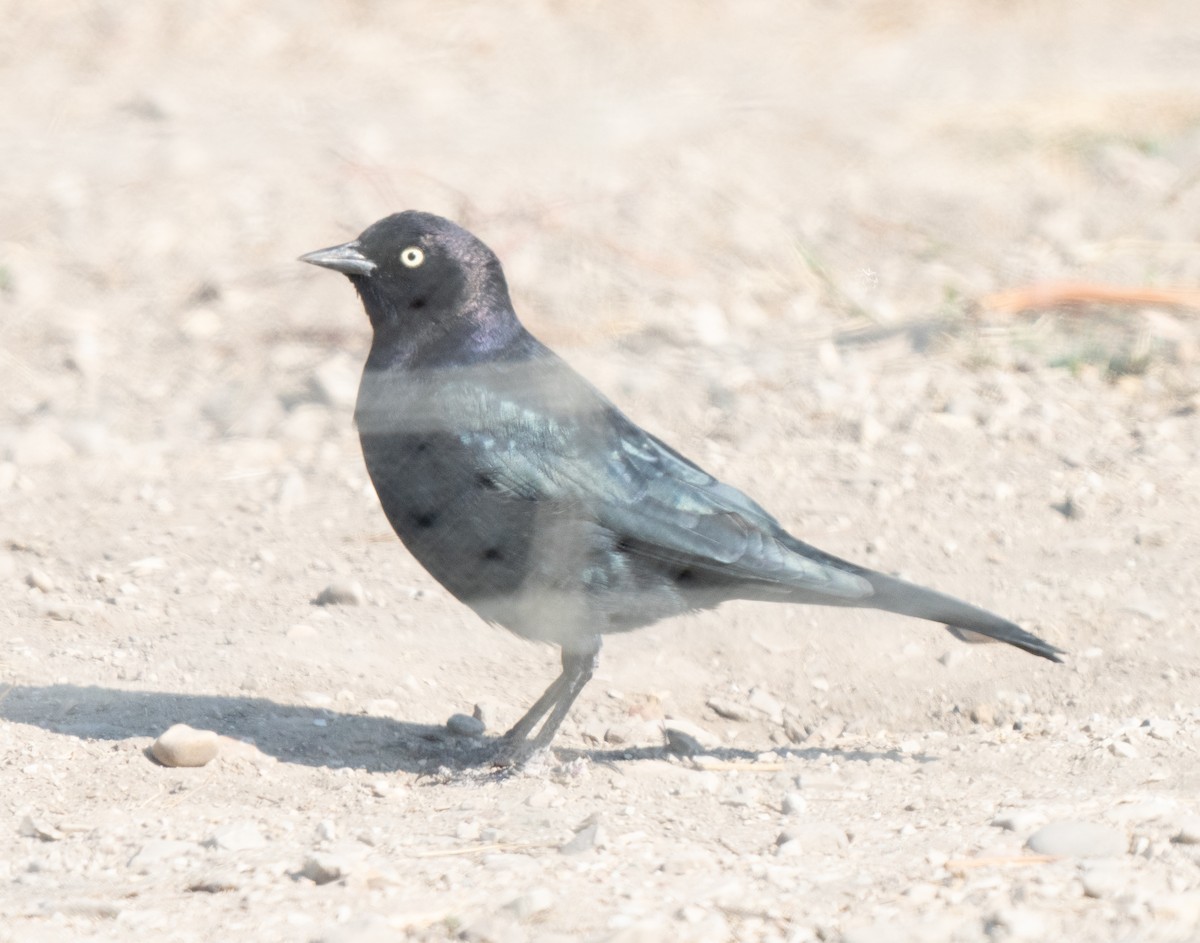 Brewer's Blackbird - ML264710841