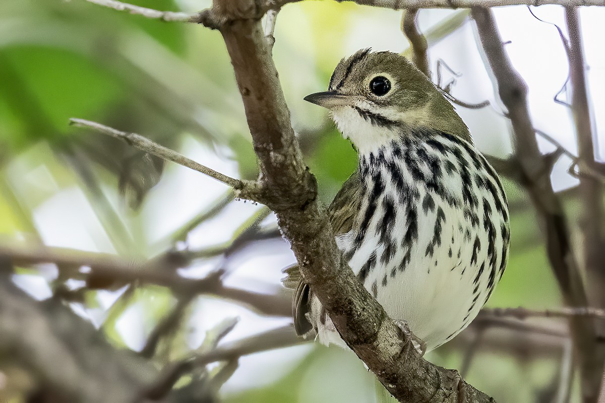 Ovenbird - Bill Wood