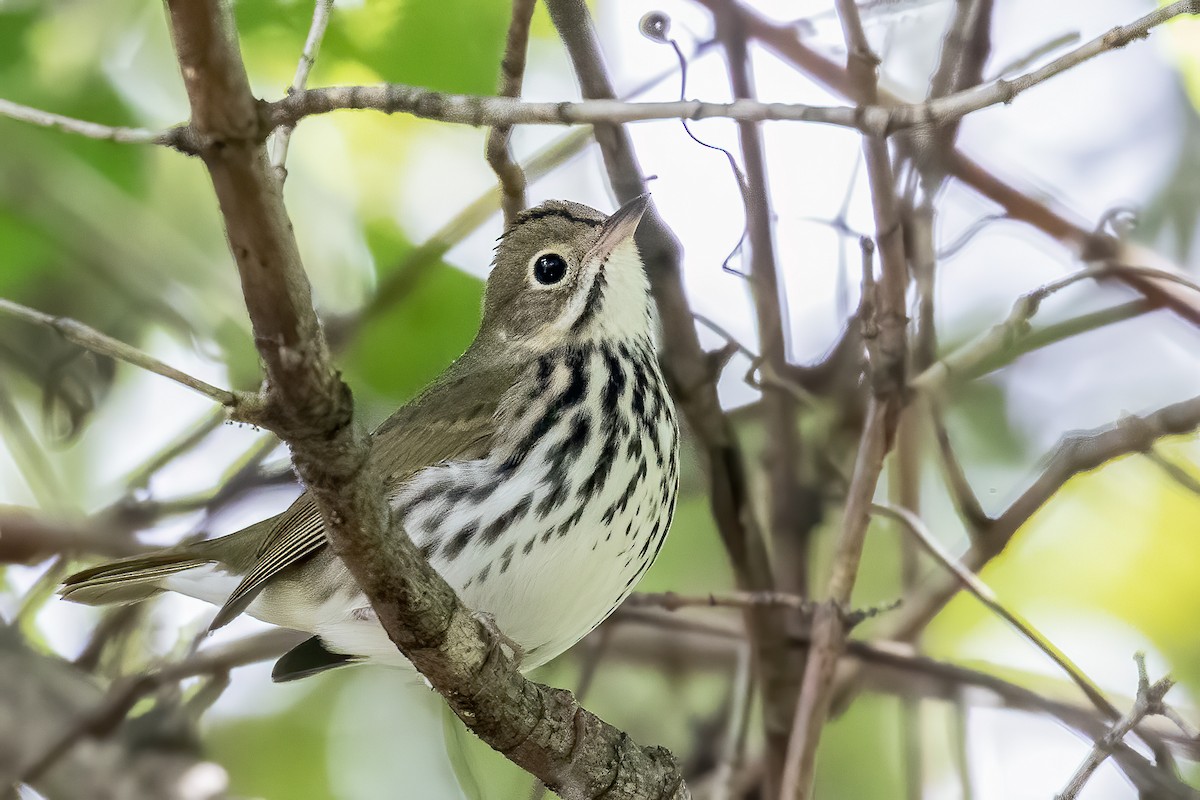 Ovenbird - Bill Wood