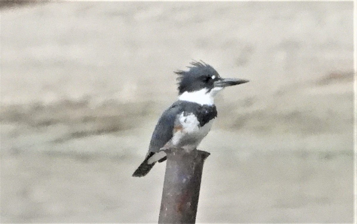 Belted Kingfisher - ML264711391