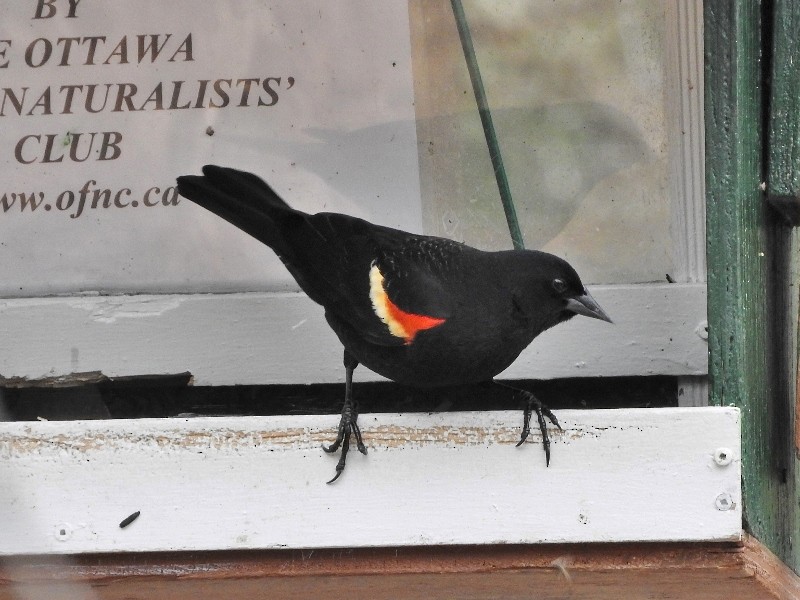 Red-winged Blackbird - Gillian Mastromatteo