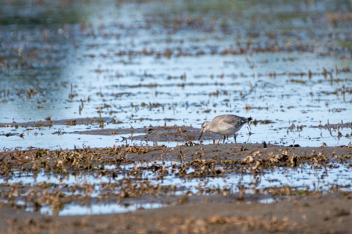 Red Knot - ML264715001