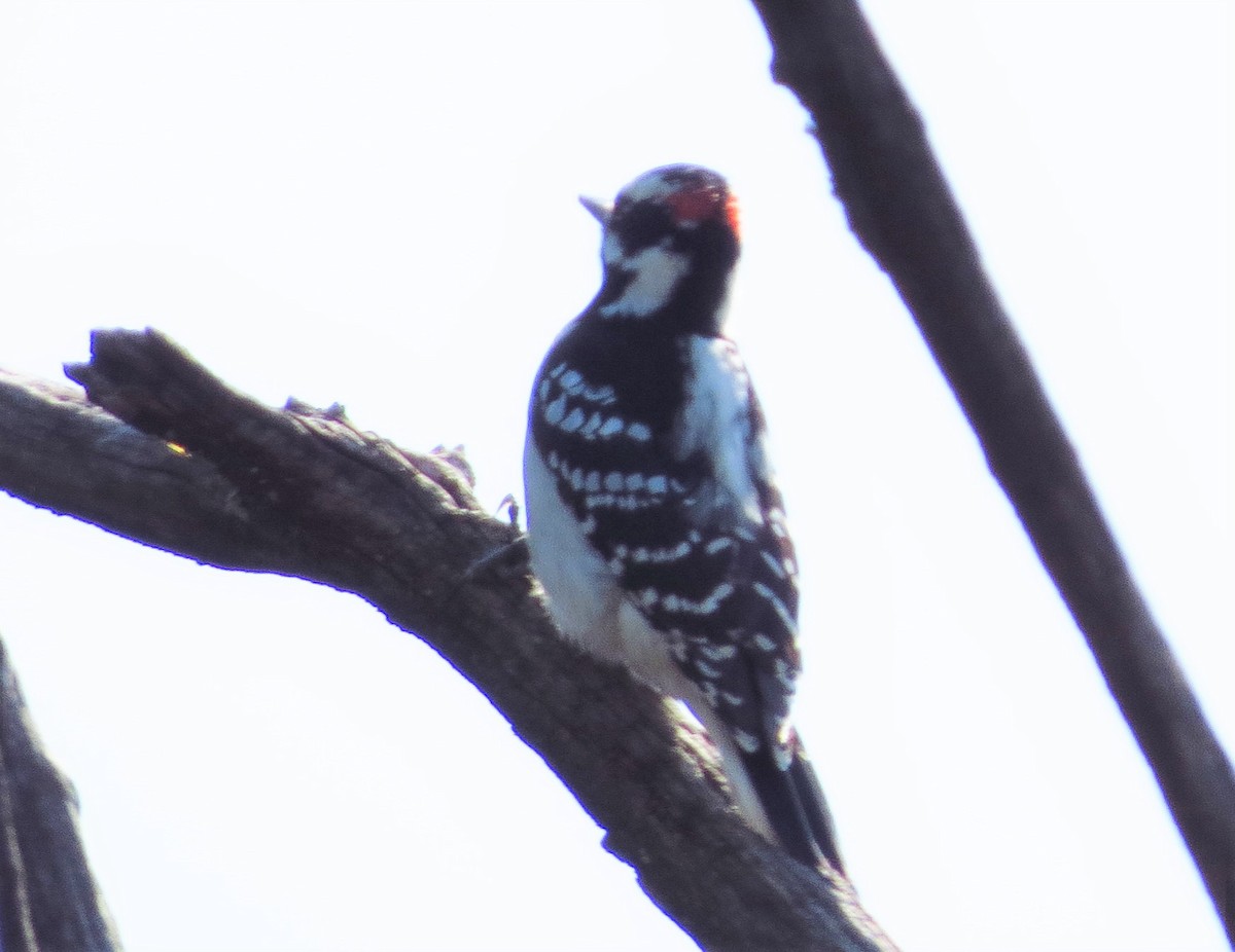 Hairy Woodpecker - Mayumi Barrack
