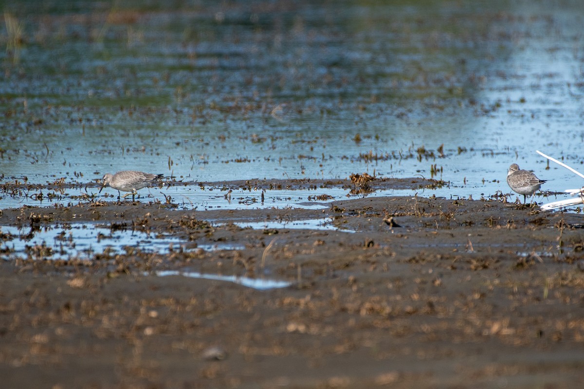 Red Knot - ML264715101