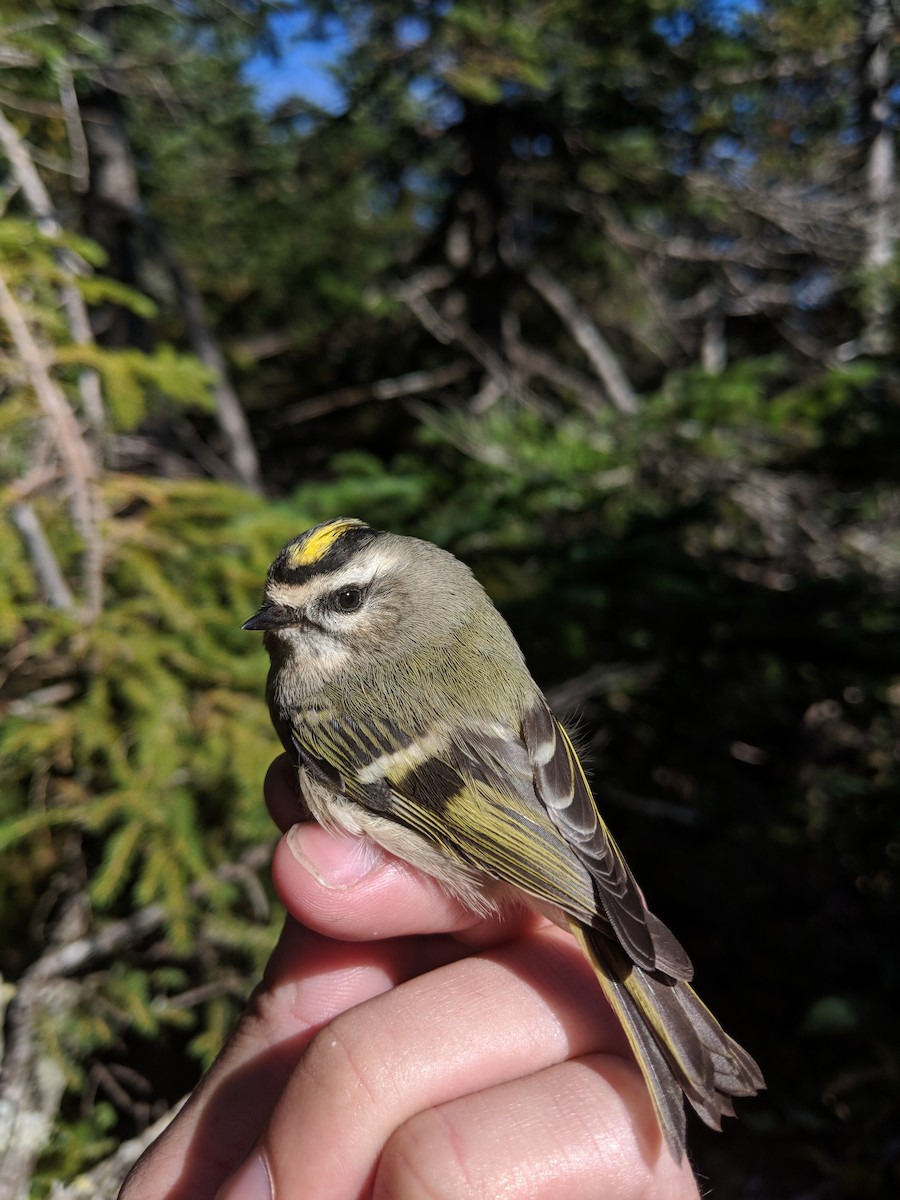 Golden-crowned Kinglet - ML264715381