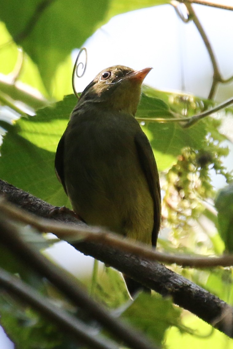 Red-capped Manakin - ML264717081