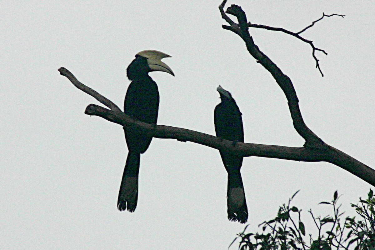 Black Hornbill - ML264717201