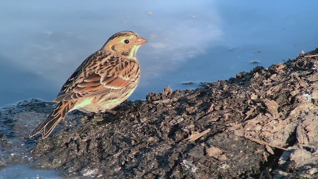 Lapland Longspur - ML264718291