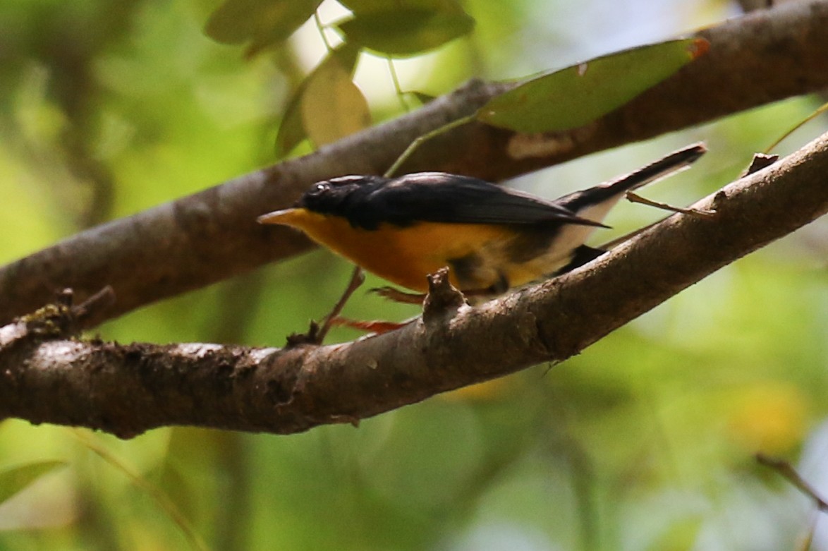 Tropical Parula - Cameron Eckert