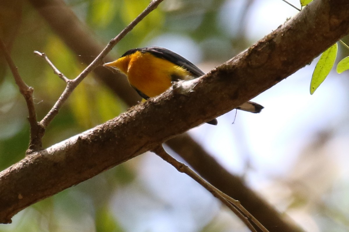 Tropical Parula - ML264718571