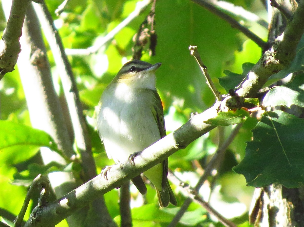 Red-eyed Vireo - Mayumi Barrack