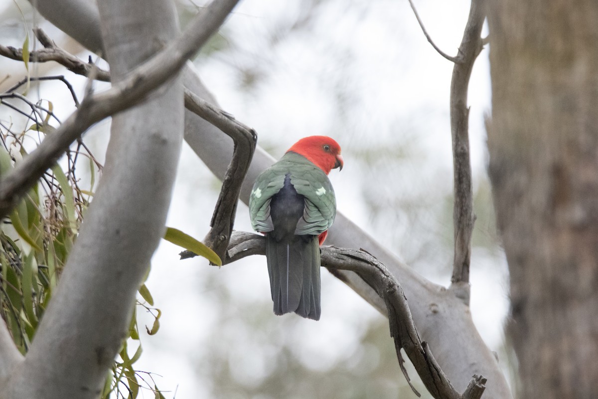 Australian King-Parrot - ML264719091