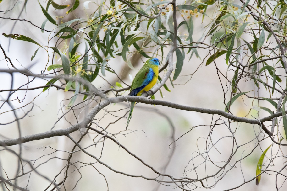 Turquoise Parrot - ML264719241