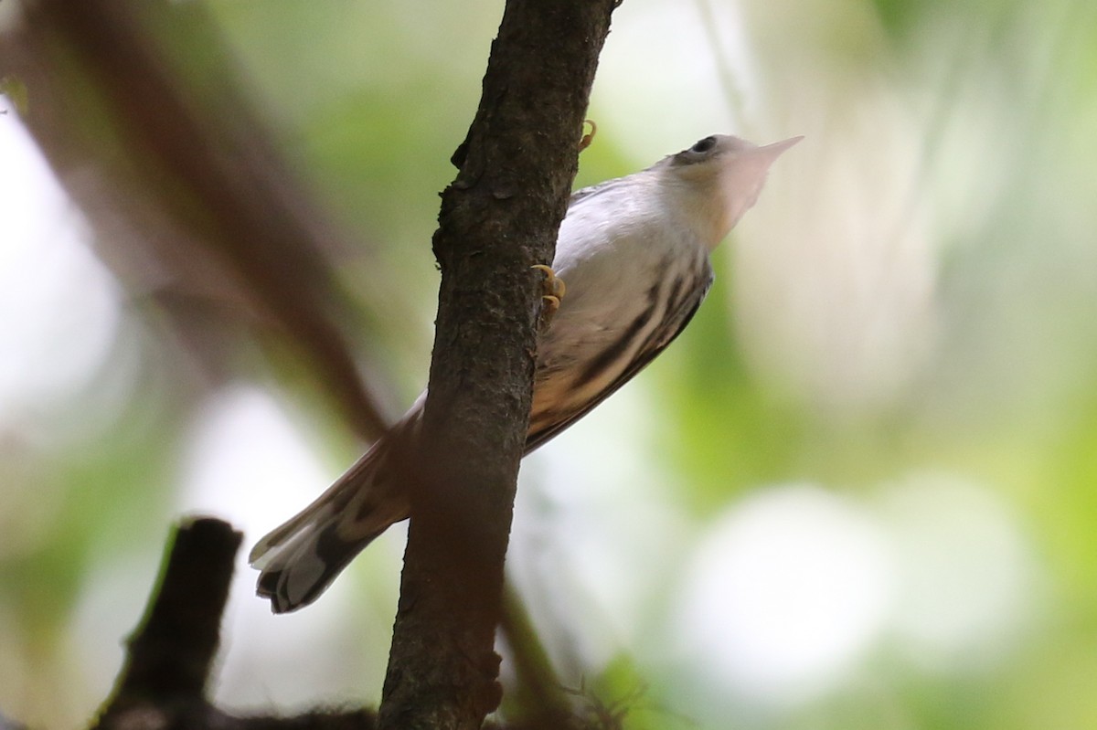 Black-and-white Warbler - ML264719391