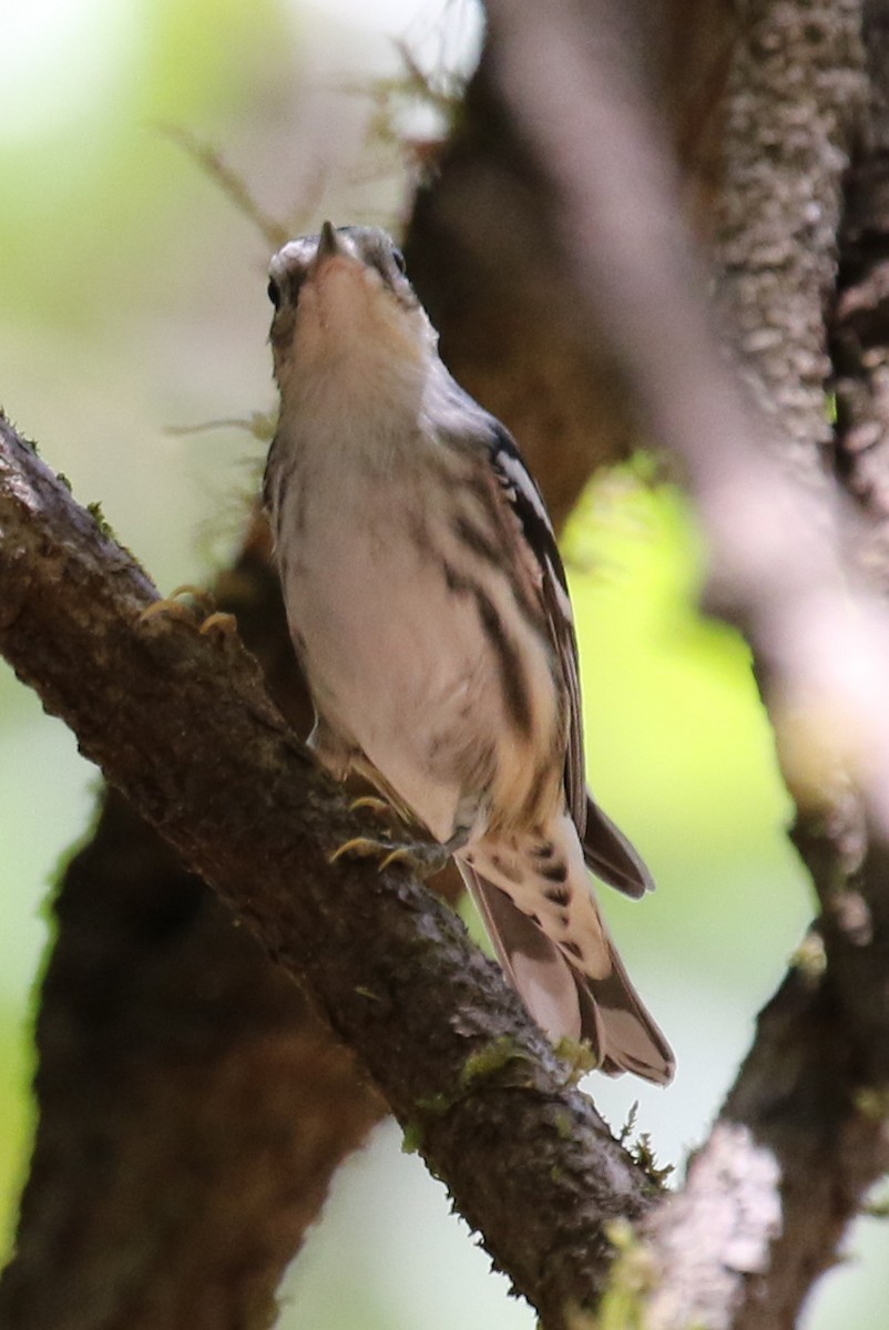 Black-and-white Warbler - ML264719401