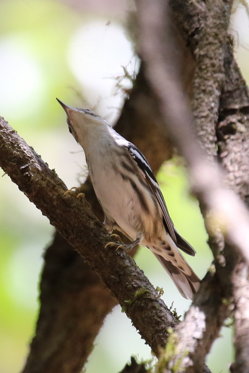 Black-and-white Warbler - ML264719411