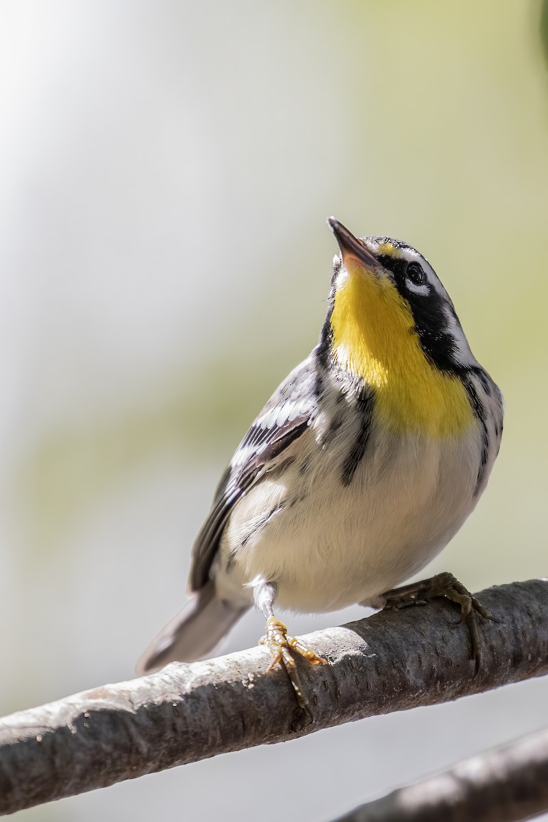 Yellow-throated Warbler - ML264719821