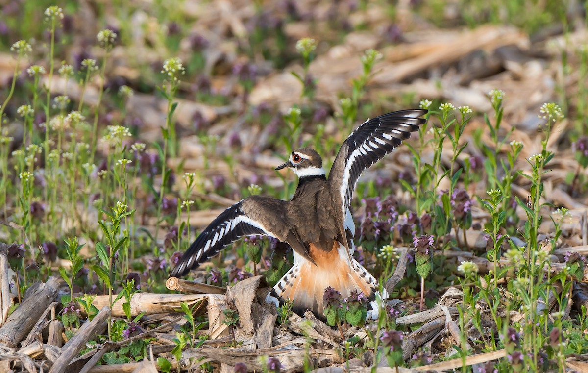 Killdeer - Bonnie Ott