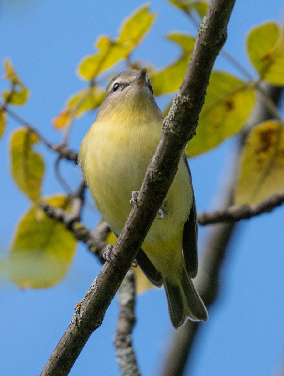 Philadelphia Vireo - ML264720871