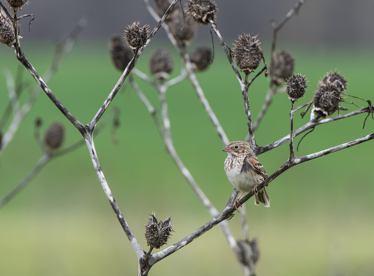 Vesper Sparrow - ML26472091