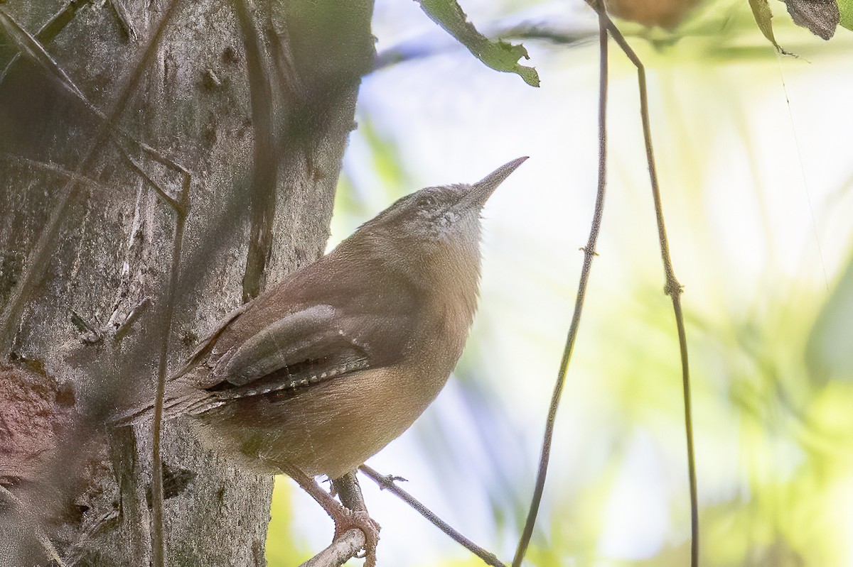 House Wren - ML264720981