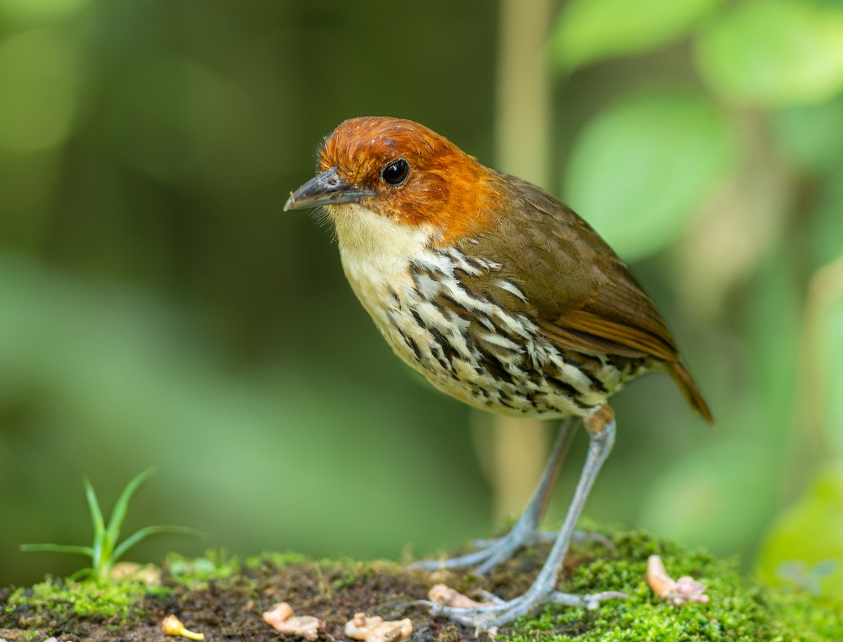 Chestnut-crowned Antpitta - Alex Luna