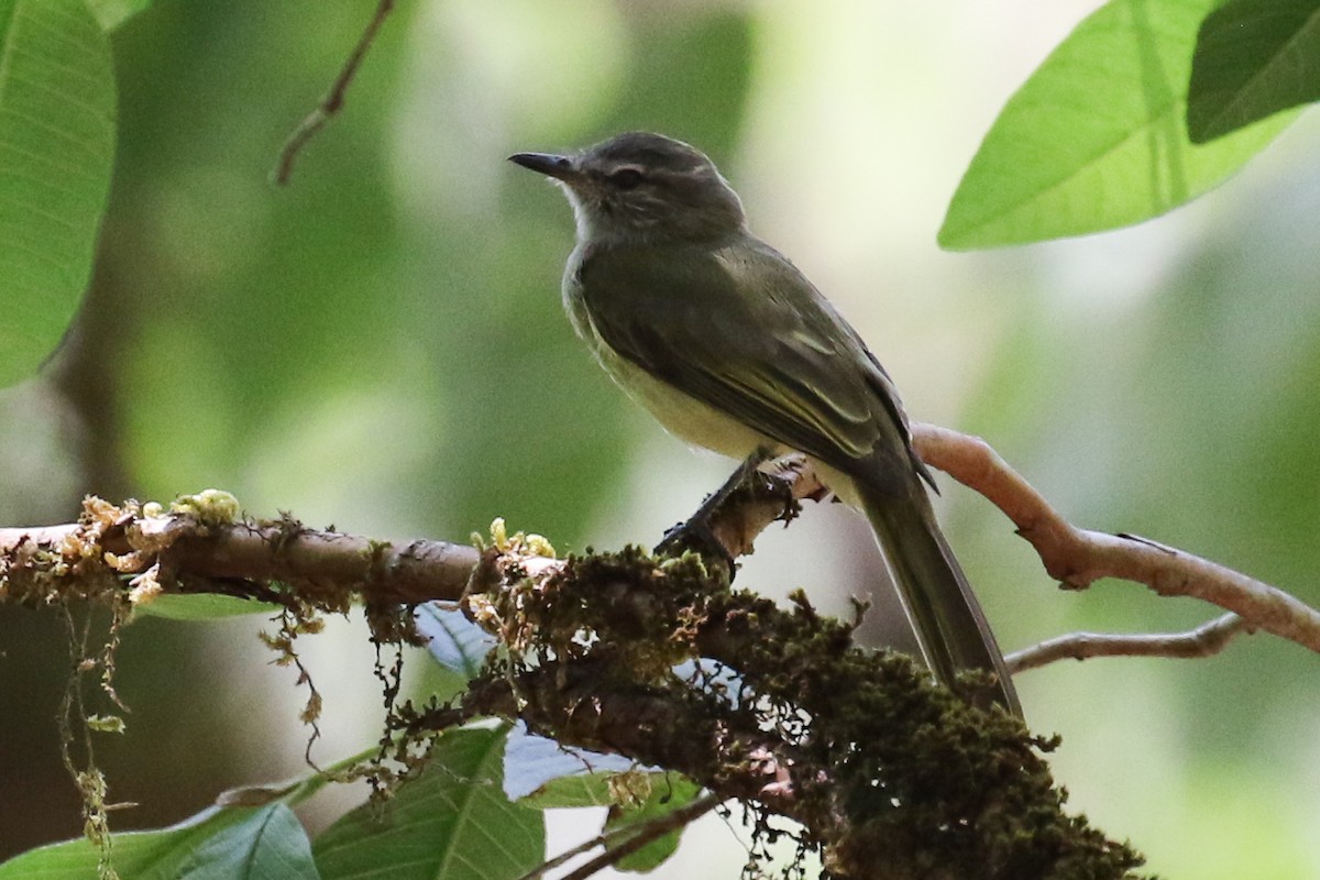 Greenish Elaenia - ML264721231