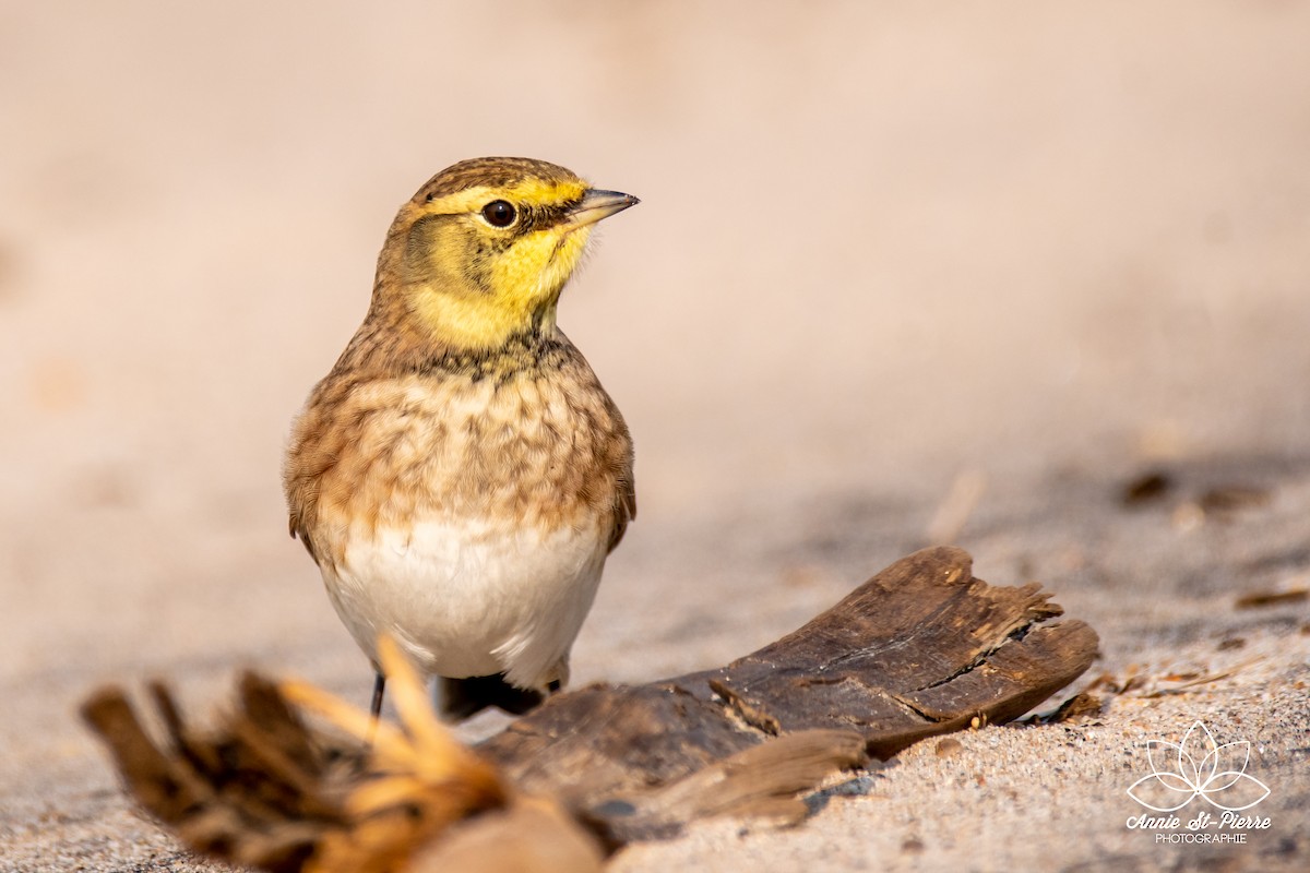 Horned Lark - ML264721861