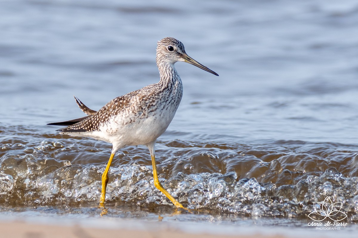 Greater Yellowlegs - ML264723231