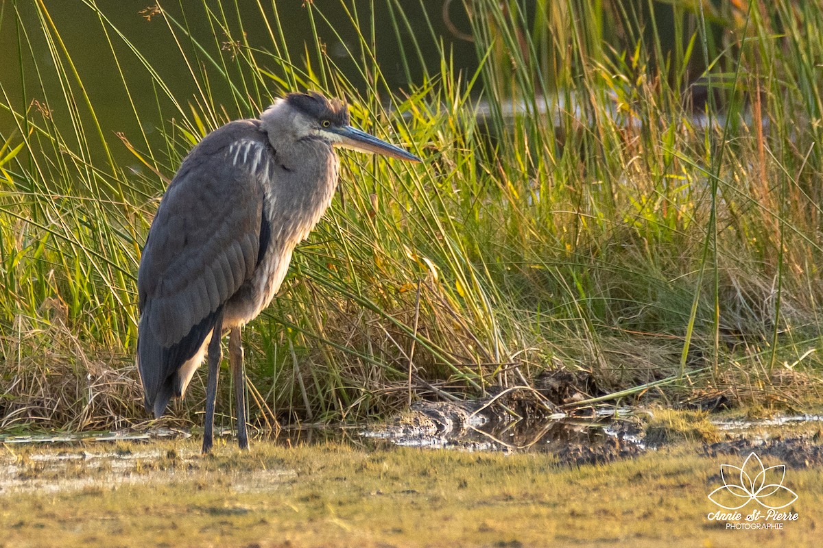 Great Blue Heron - Robin Lemieux