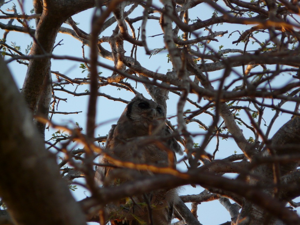 Verreaux's Eagle-Owl - Simon Tonge