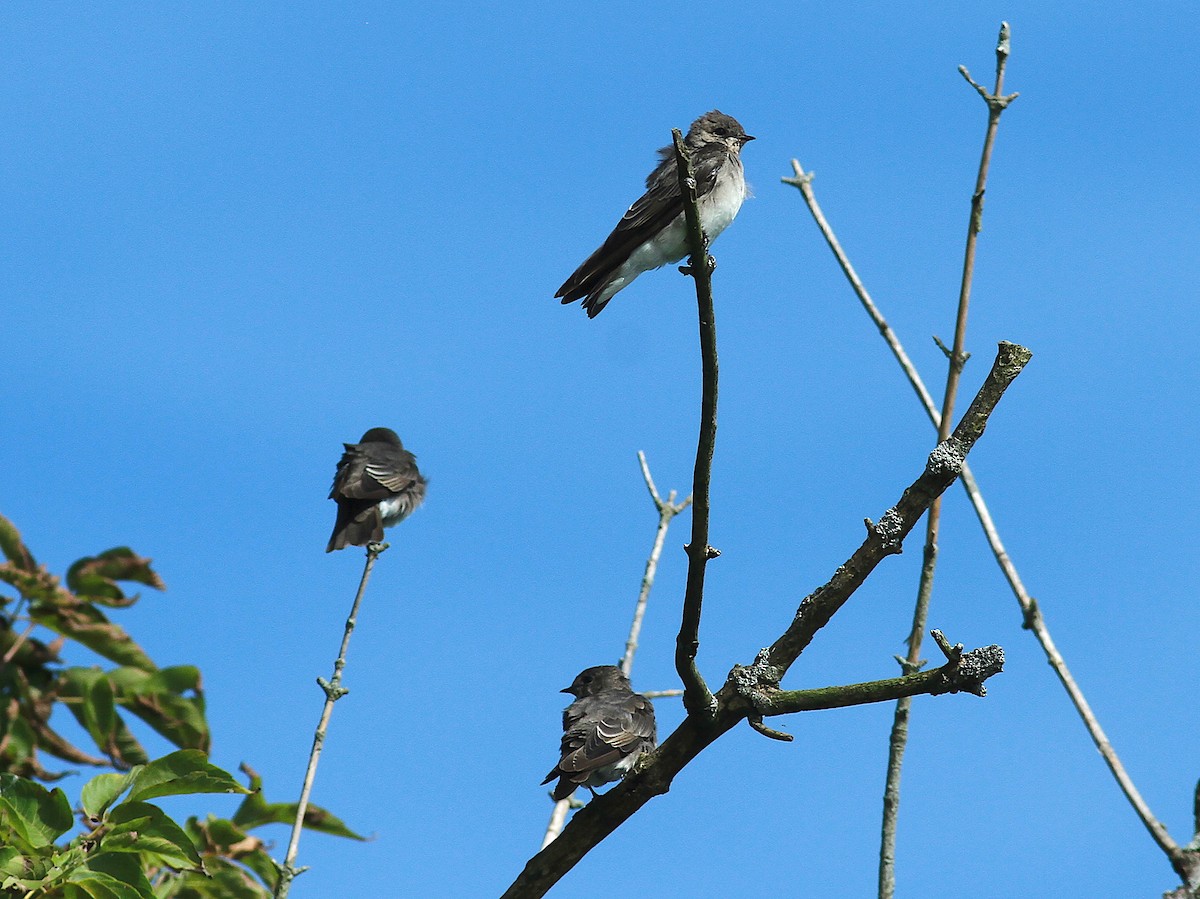 Golondrina Aserrada - ML264724221