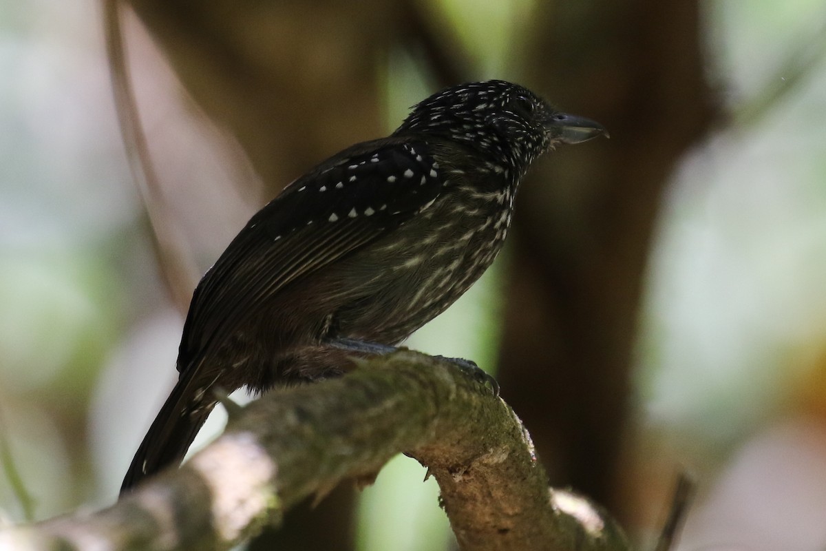 Black-hooded Antshrike - ML264724901