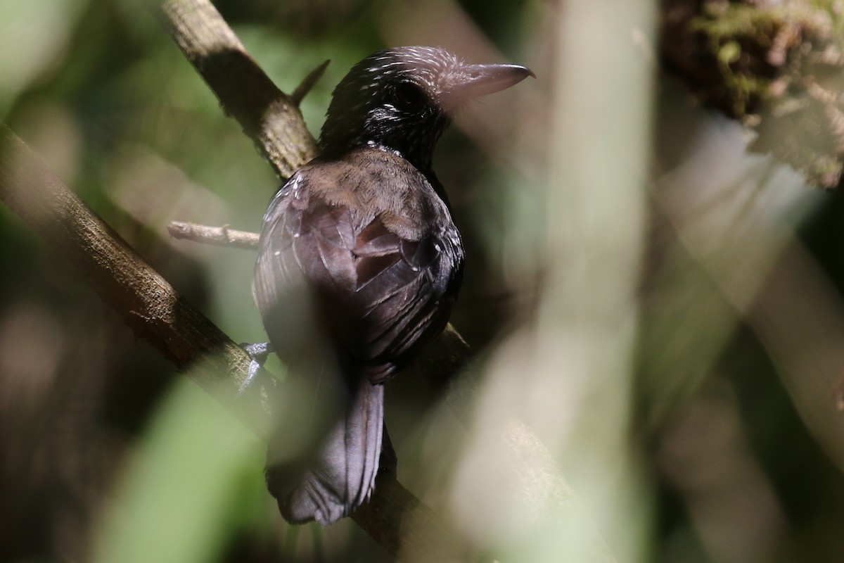 Black-hooded Antshrike - ML264724981