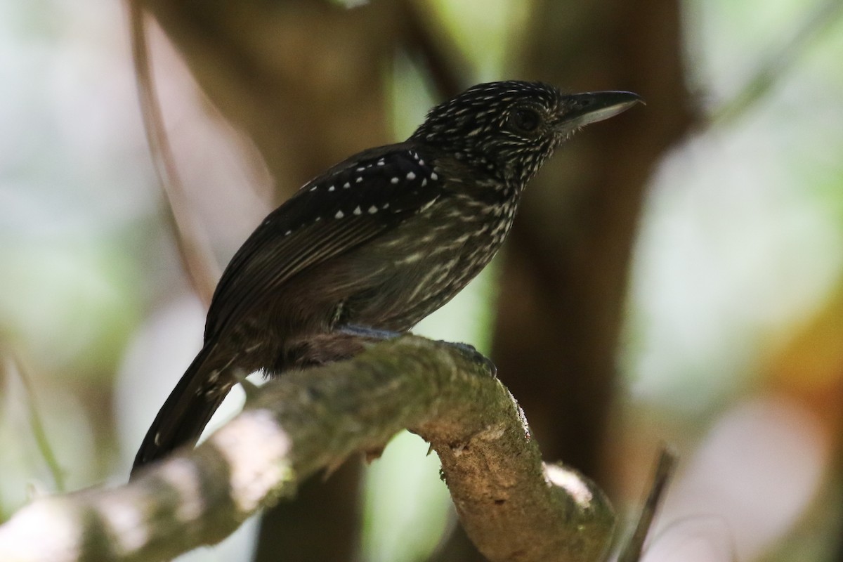 Black-hooded Antshrike - ML264724991