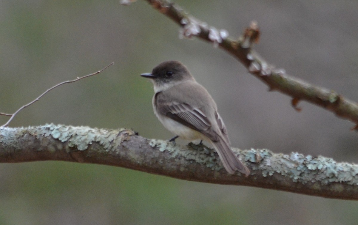 Eastern Phoebe - ML26472511