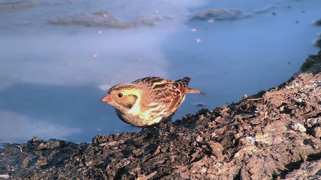 Lapland Longspur - ML264725271