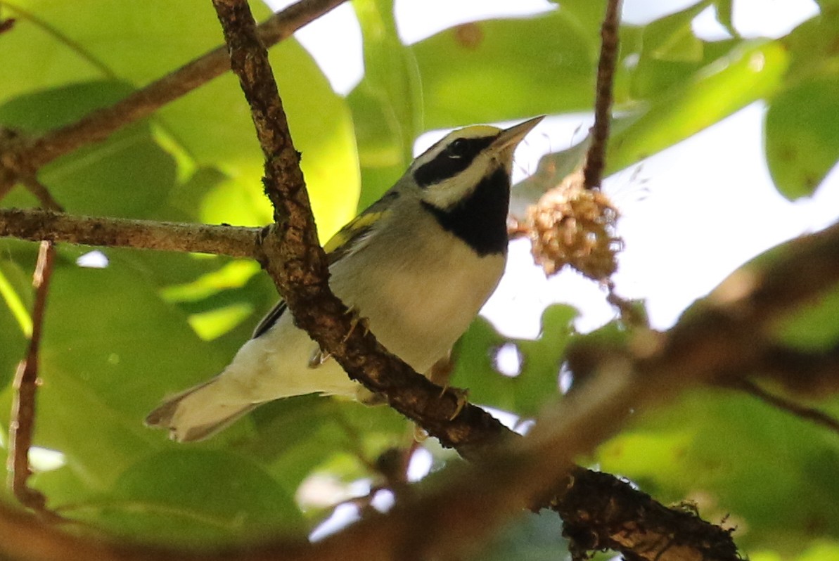 Golden-winged Warbler - ML264725741