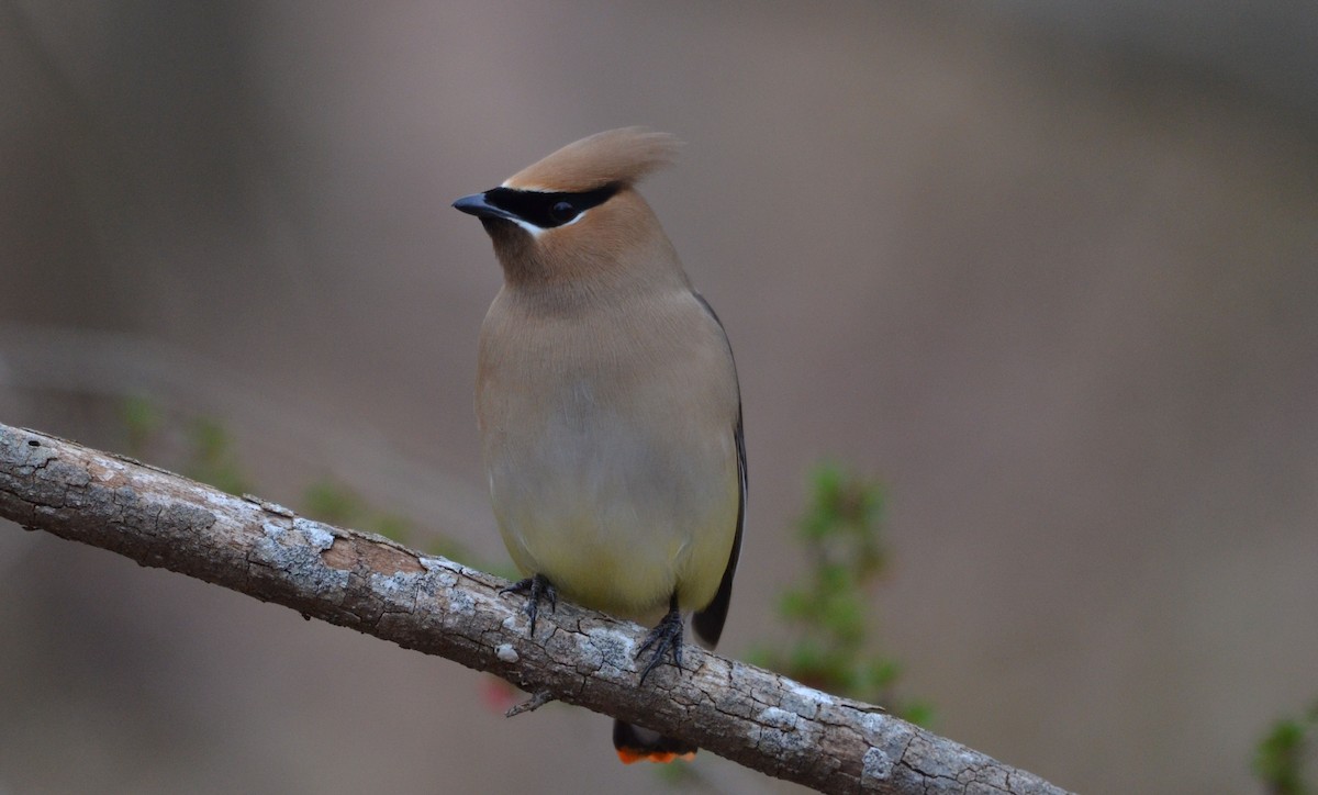 Cedar Waxwing - ML26472641