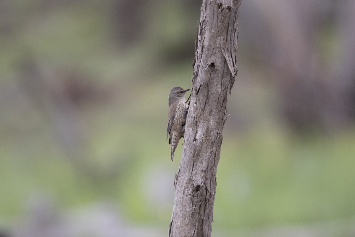 Brown Treecreeper - ML264726621