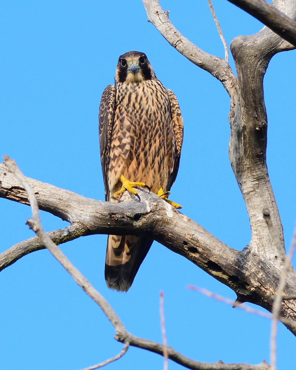 Halcón Peregrino - ML264726921